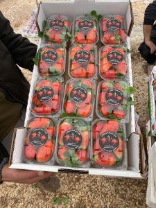 Fragole