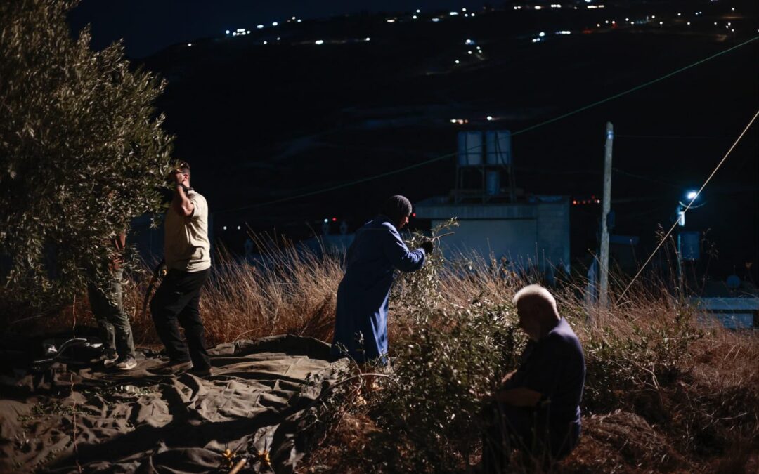 Prima dell’alba. Gli agricoltori di Burin raccolgono le olive al buio