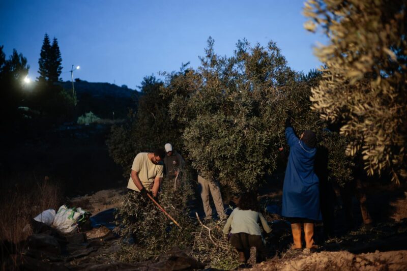 Prima dell’alba. Gli agricoltori di Burqin raccolgono le olive al buio