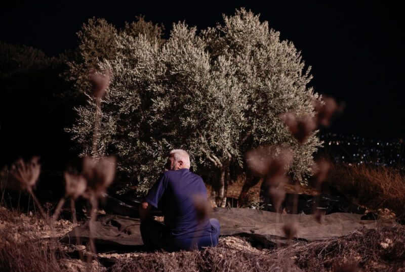 Prima dell’alba. Gli agricoltori di Burqin raccolgono le olive al buio