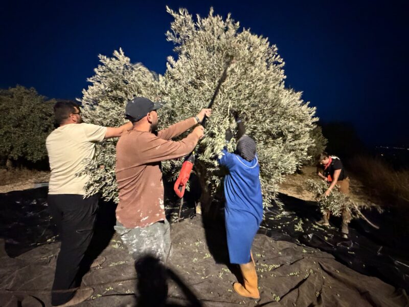 E’ iniziata la stagione della raccolta delle olive.